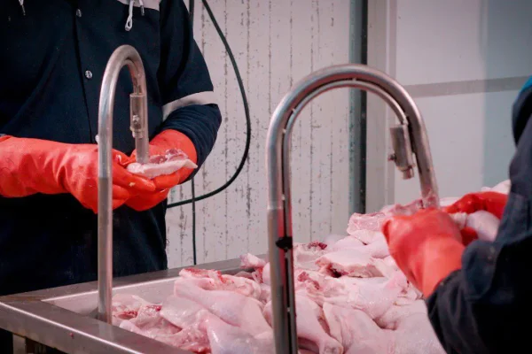 دستگاه شش کش مرغ - دستگاه وکیوم شش‌گیر